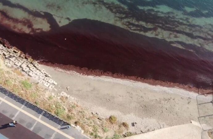 Tekirdağ kıyıları kırmızı yosunlarla kaplandı