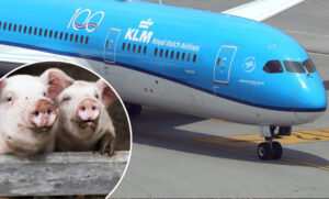 KLM uçağında korkulu anlar! Uçakta canlı domuz paniği