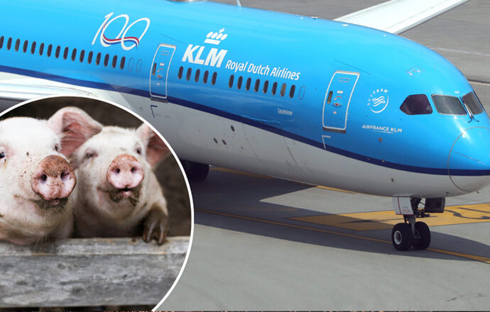 KLM uçağında korkulu anlar! Uçakta canlı domuz paniği